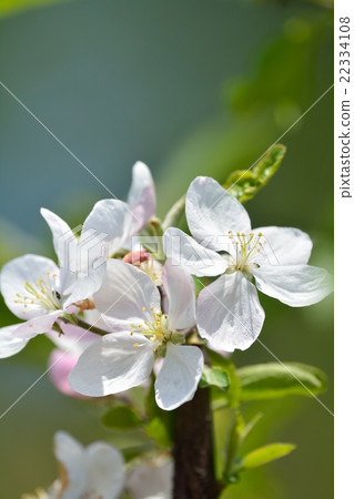 蘋果花 22334108