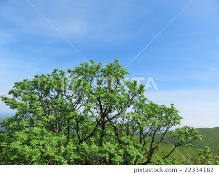 Leaf fresh green landscape background Leaf fresh green landscape background 22334182