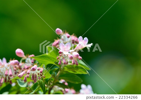 Shoki Utsugi 22334266