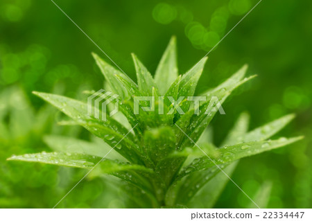 water drops on green plant leaf 22334447