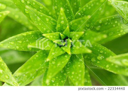 water drops on green plant leaf 22334448
