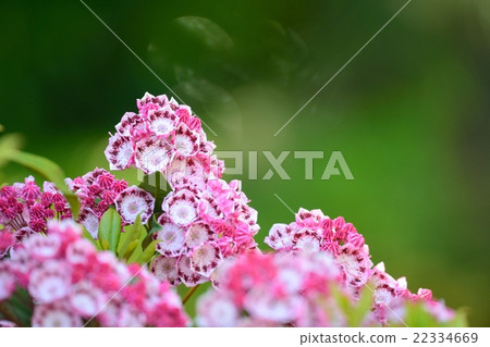 Karmia in full bloom 22334669