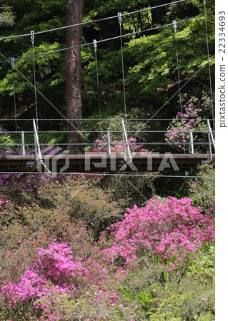 杜鵑花和懸索橋 22334693