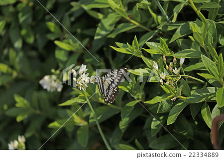 Swallowtail butterfly 22334889