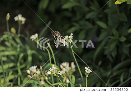 Swallowtail butterfly 22334890