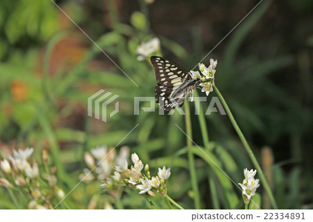 Swallowtail butterfly 22334891