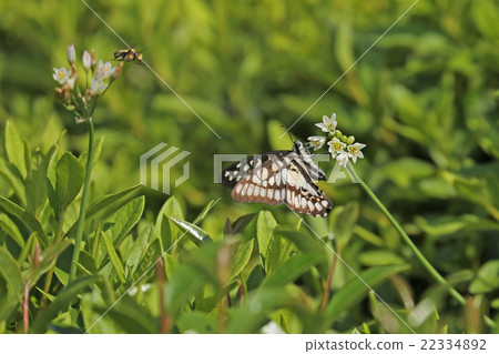 Swallowtail butterfly and bees 22334892
