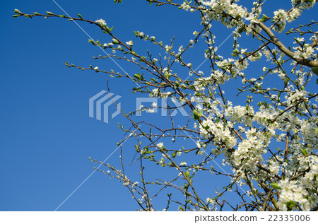 Spring with plum tree blossom 22335006