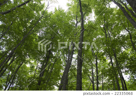  Beautiful forest 22335068