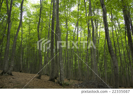  Beautiful forest 22335087