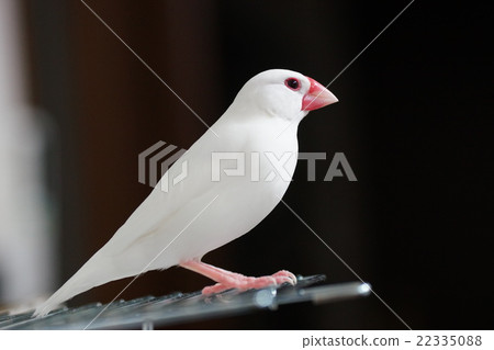 White Stone Bird 22335088