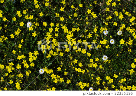 Yellow and white flowers all over the ground 22335156