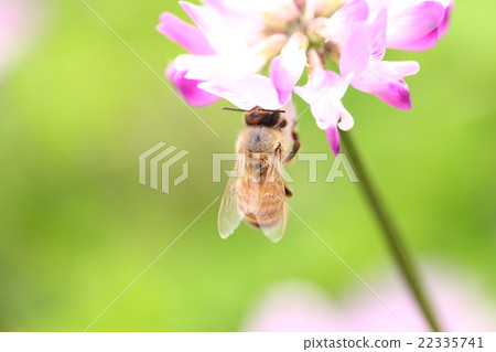 [Spring scenery] A bee collecting nectar of astragalus 22335741