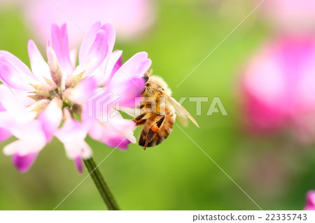 [Spring scenery] A bee collecting nectar of astragalus 22335743