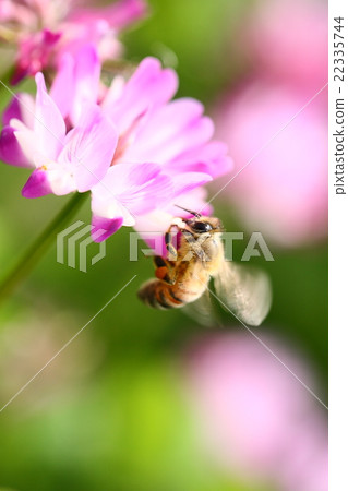 [Spring scenery] A bee collecting nectar of astragalus 22335744
