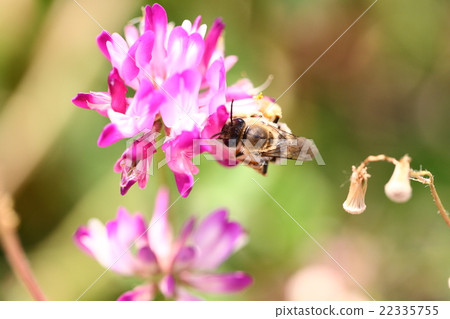 [Spring scenery] A bee collecting nectar of astragalus 22335755