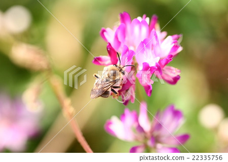 [Spring scenery] A bee collecting nectar of astragalus 22335756