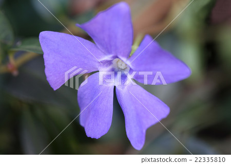 生動的藍色紫羅蘭色花binga 生動的藍色紫羅蘭色花binga 22335810