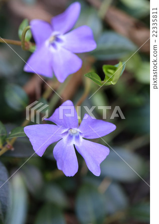 Vivid blue violet flower binga 22335811