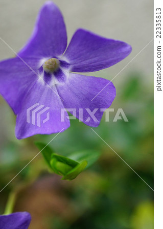 生動的藍色紫羅蘭色花binga 生動的藍色紫羅蘭色花binga 22335813