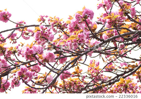 大阪·薄荷局薄荷“Sekiyama” 22336016