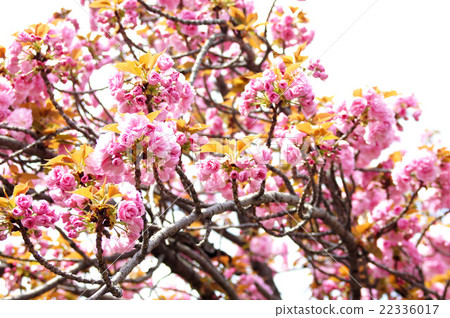 大阪·薄荷局薄荷“Sekiyama” 22336017