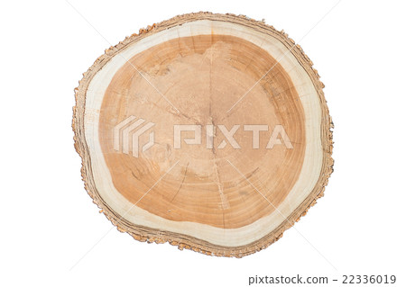 Close-up surface of wooden cut isolated on white 22336019