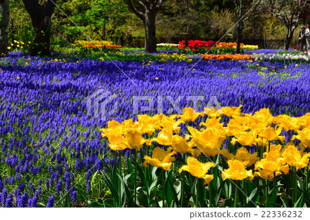 Tulip and Muscari Tulip and Muscari 22336232