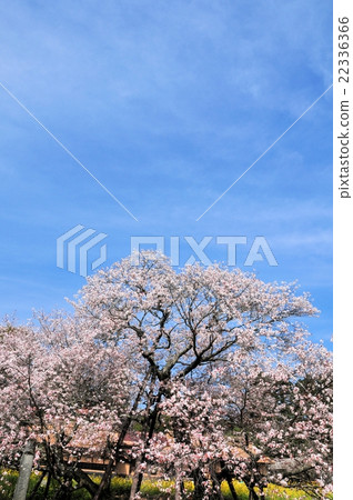 Kurakubi的櫻花Fumaoka 22336366