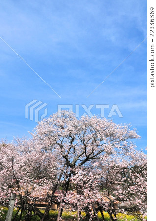 Sakura Fumaoka of Kurakubi 22336369