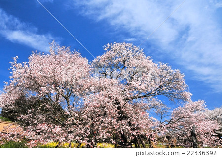 Sakura Fumaoka of Kurakubi 22336392