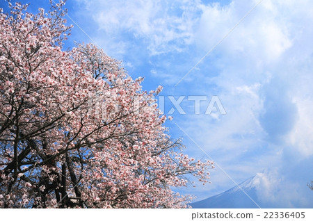 Kurakubi的櫻花Fumaoka 22336405