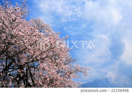 Kurakubi的櫻花Fumaoka 22336406