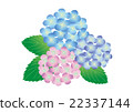 Three color hydrangea 22337144