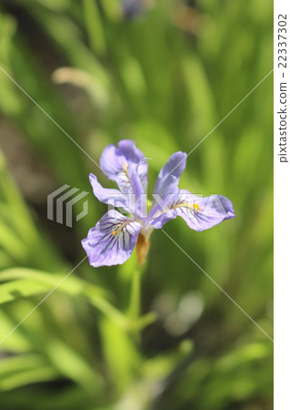 花漬 花漬 22337302