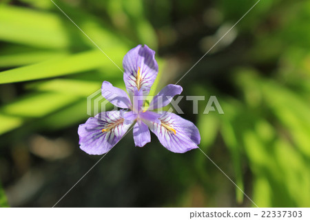 花漬 22337303