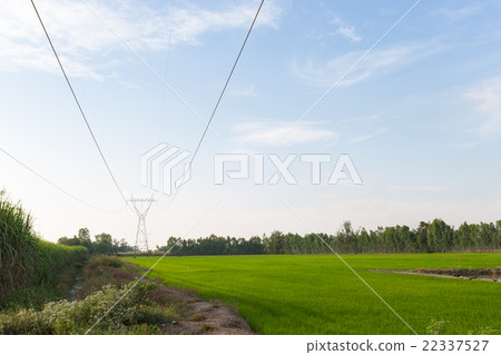 Electricity transmission lines in rice fields Electricity transmission lines in rice fields 22337527