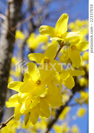 早春的使者已經放棄了在藍天 22337658