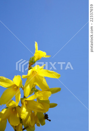 早春的使者已經放棄了在藍天 早春的使者已經放棄了在藍天 22337659