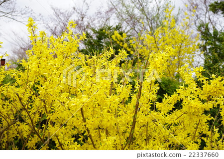 早春使者連翹 22337660