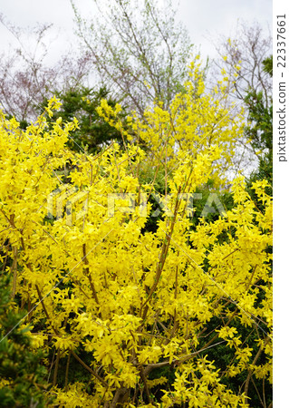 早春使者連翹 22337661