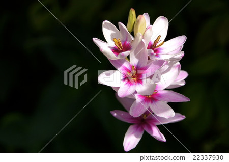 Ixia blooming in the garden 22337930