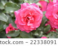 Beautiful flowers (pink) 22338091