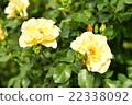 Beautiful flowers (yellow) 22338092