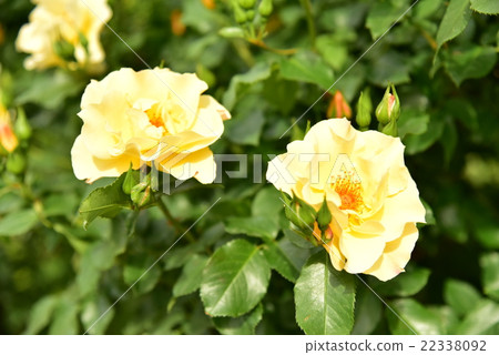 Beautiful flowers (yellow) 22338092