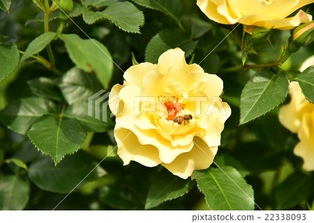 Beautiful flowers (yellow) 22338093