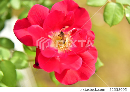 Beautiful flowers (red) 22338095