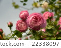 Beautiful flowers (light pink) 22338097