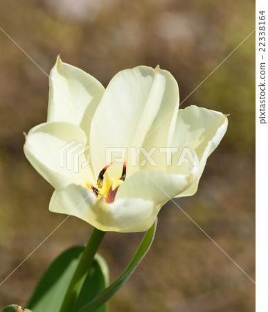 鬱金香白色 鬱金香白色 22338164