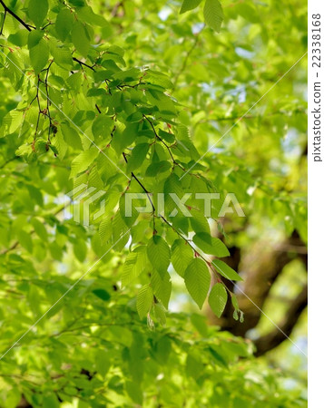 鮮綠色 鮮綠色 22338168